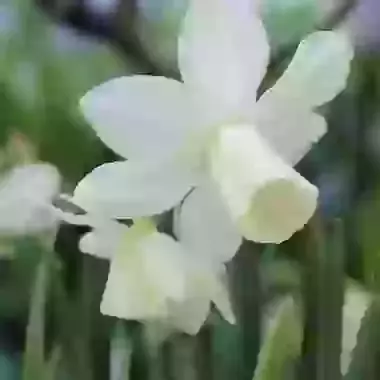 Ice Wings